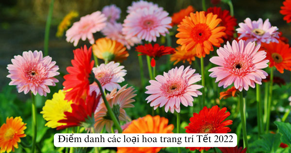 Điểm danh các loại hoa trang trí Tết 2025