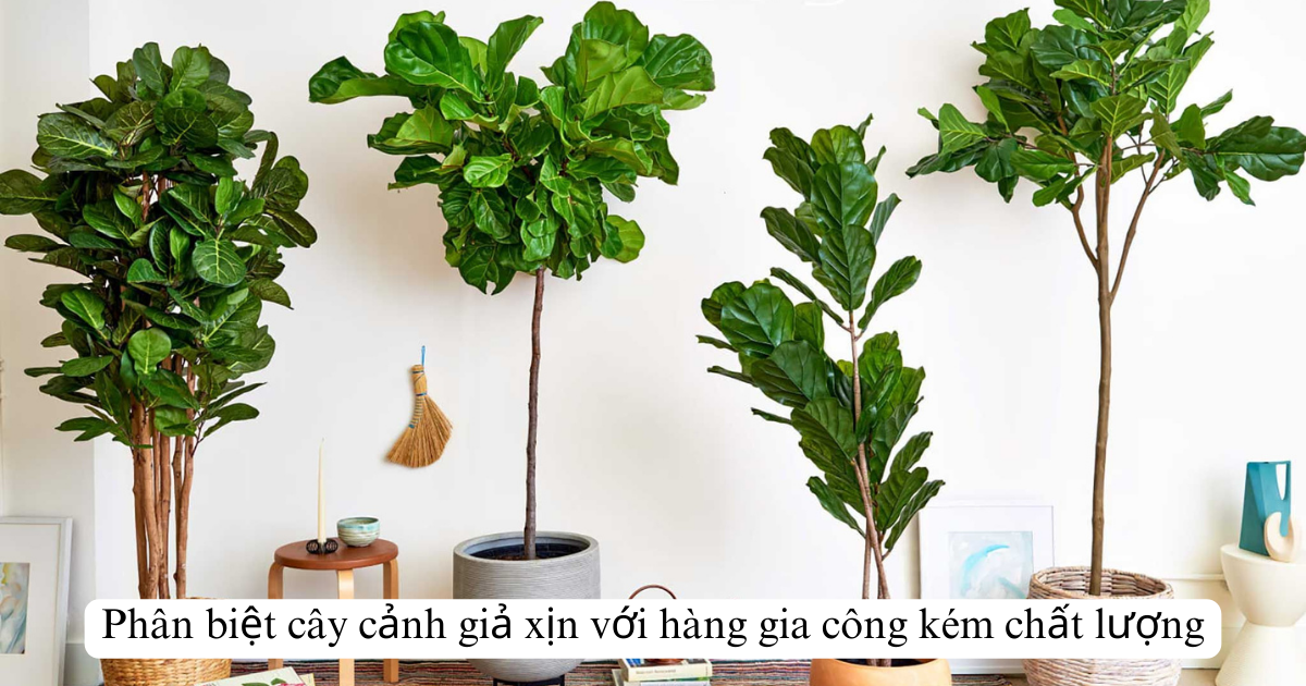Phân biệt cây cảnh giả xịn với hàng gia công kém chất lượng