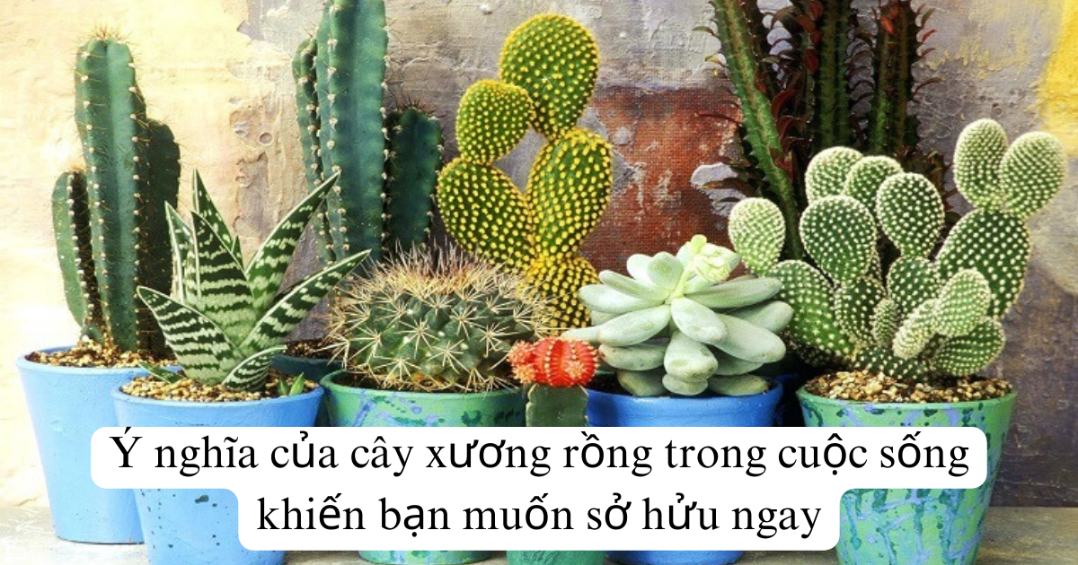 Ý nghĩa của cây xương rồng trong cuộc sống khiến bạn muốn sở hửu ngay