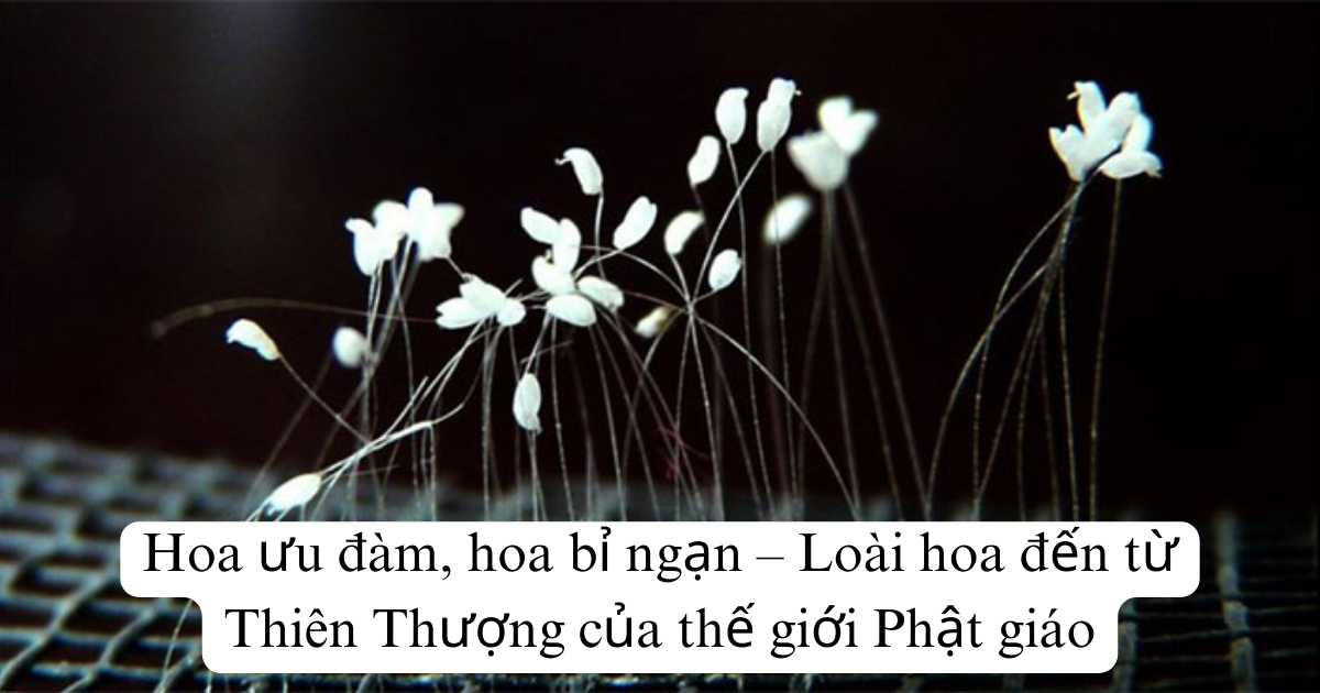 Hoa ưu đàm, hoa bỉ ngạn – Loài hoa đến từ Thiên Thượng của thế giới Phật giáo