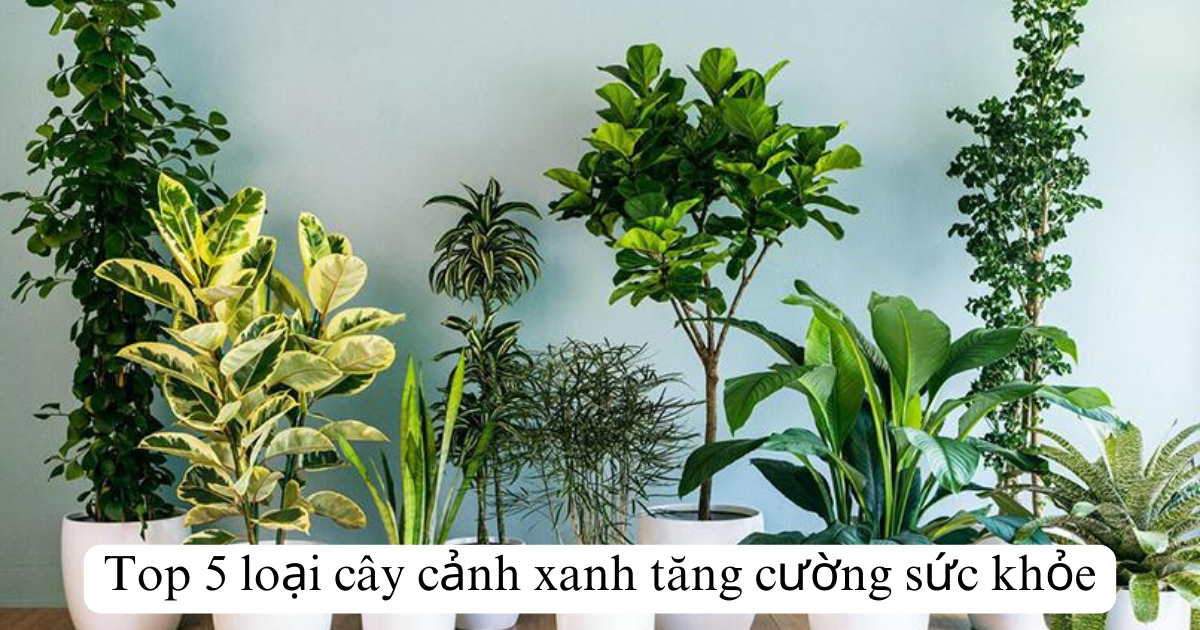 Top 5 loại cây cảnh xanh tăng cường sức khỏe