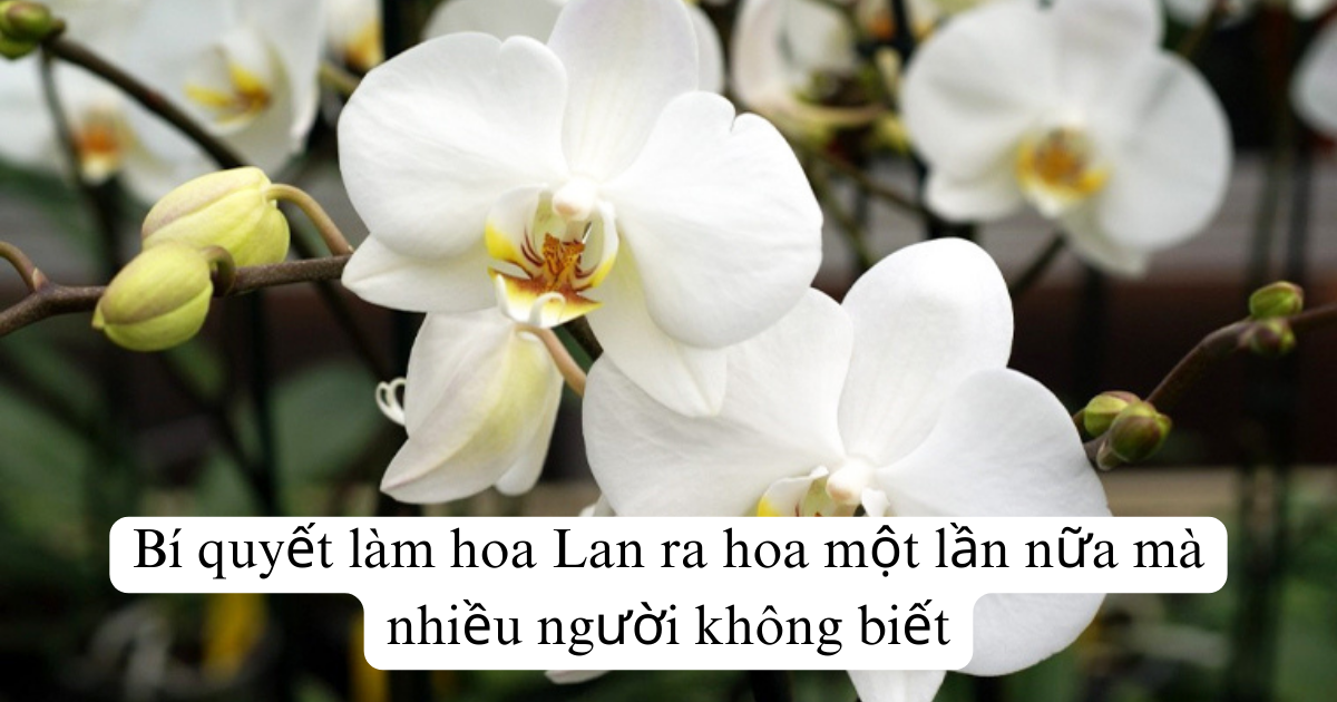 Bí quyết làm hoa Lan ra hoa một lần nữa mà nhiều người không biết