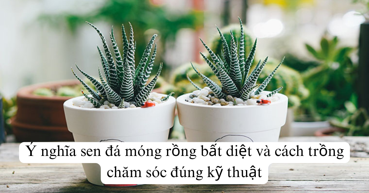 Ý nghĩa sen đá móng rồng bất diệt và cách trồng chăm sóc đúng kỹ thuật