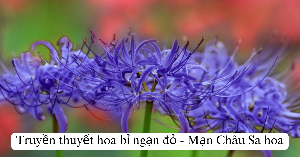 Truyền thuyết hoa bỉ ngạn đỏ - Mạn Châu Sa hoa