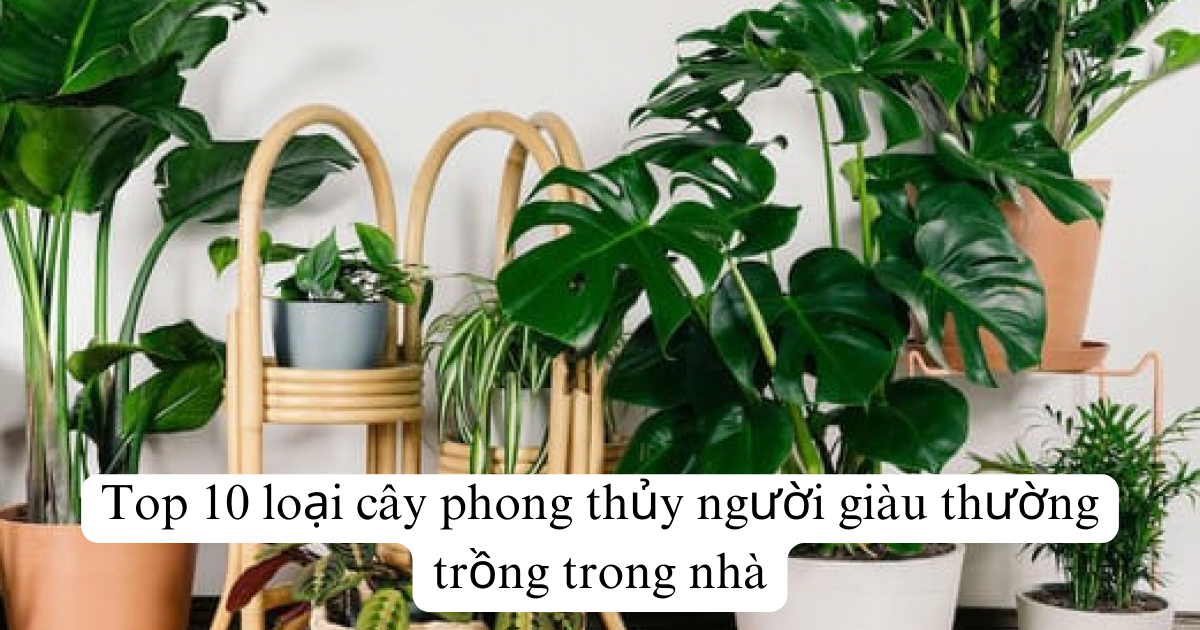 Top 10 loại cây phong thủy người giàu thường trồng trong nhà