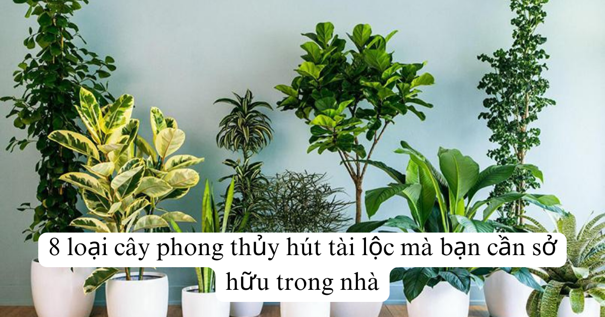 8 loại cây phong thủy hút tài lộc mà bạn cần sở hữu trong nhà