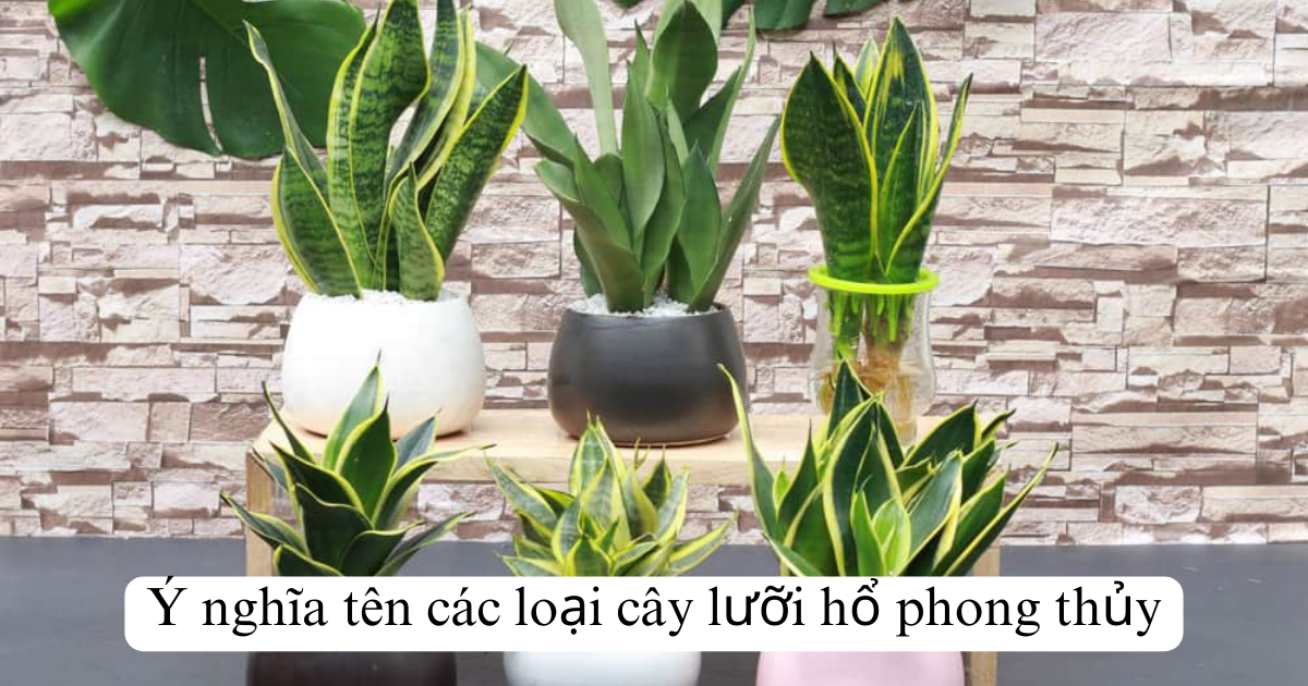 Ý nghĩa tên các loại cây lưỡi hổ phong thủy