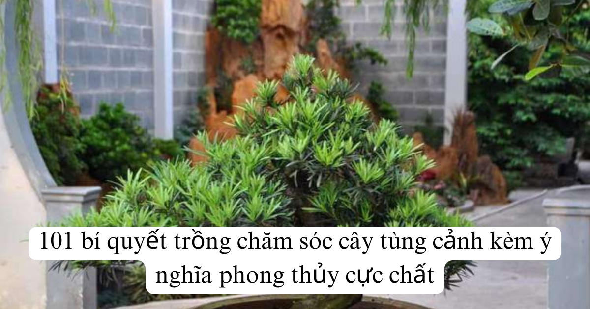 101 bí quyết trồng chăm sóc cây tùng cảnh kèm ý nghĩa phong thủy cực chất
