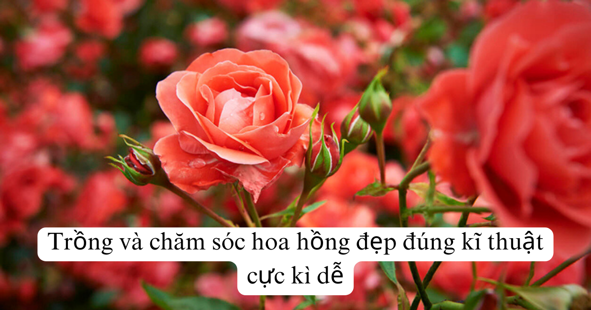 Trồng và chăm sóc hoa hồng đẹp đúng kĩ thuật cực kì dễ