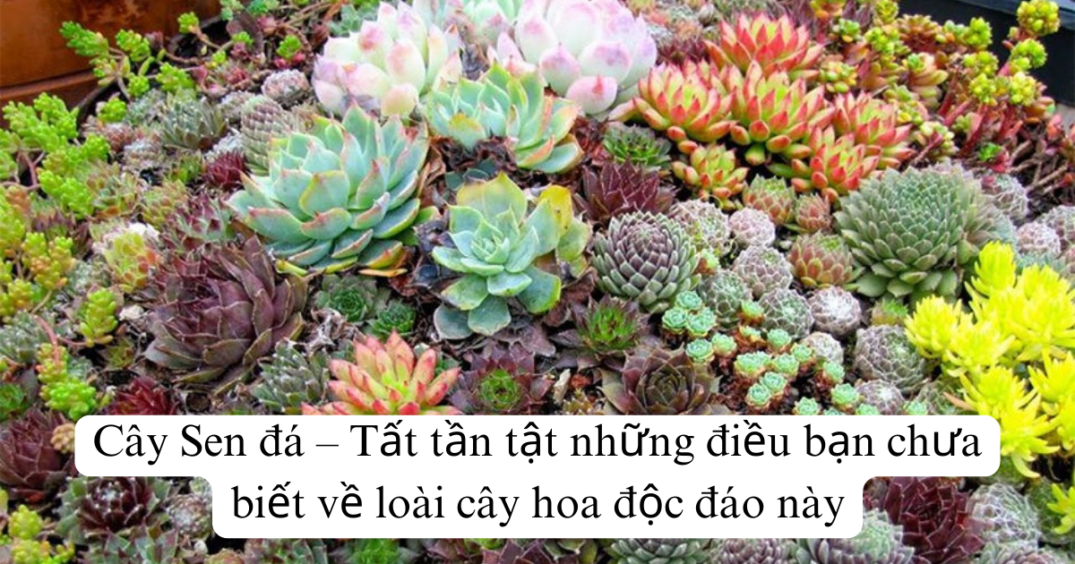 Cây Sen đá – Tất tần tật những điều bạn chưa biết về loài cây hoa độc đáo này