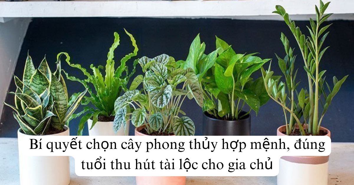 Bí quyết chọn cây phong thủy hợp mệnh, đúng tuổi thu hút tài lộc cho gia chủ