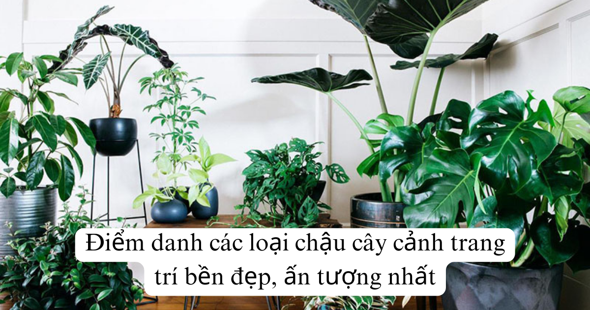 Điểm danh các loại chậu cây cảnh trang trí bền đẹp, ấn tượng nhất