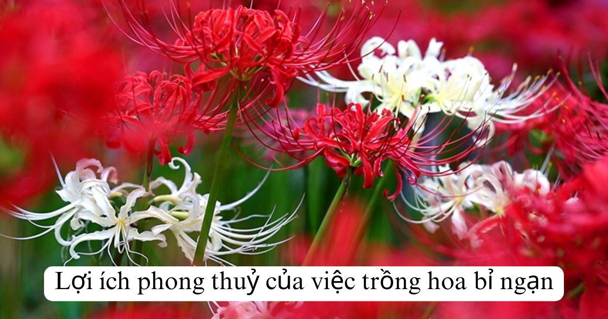 Lợi ích phong thuỷ của việc trồng hoa bỉ ngạn