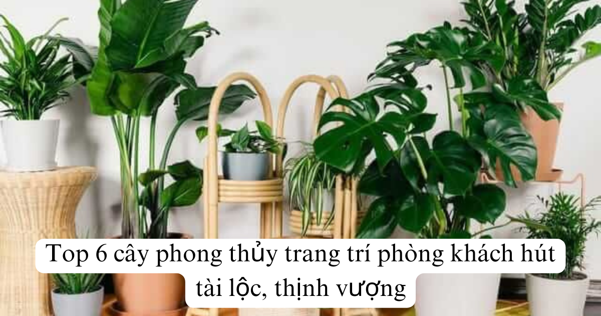 Top 6 cây phong thủy trang trí phòng khách hút tài lộc, thịnh vượng