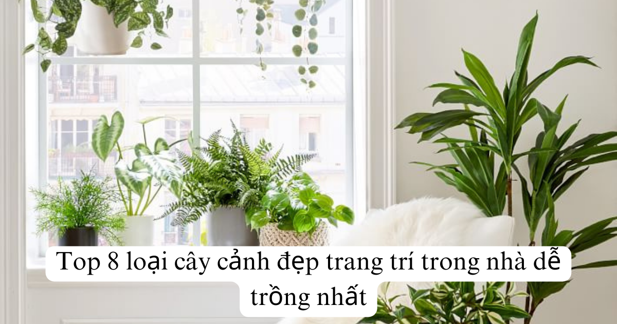 Top 8 loại cây cảnh đẹp trang trí trong nhà dễ trồng nhất