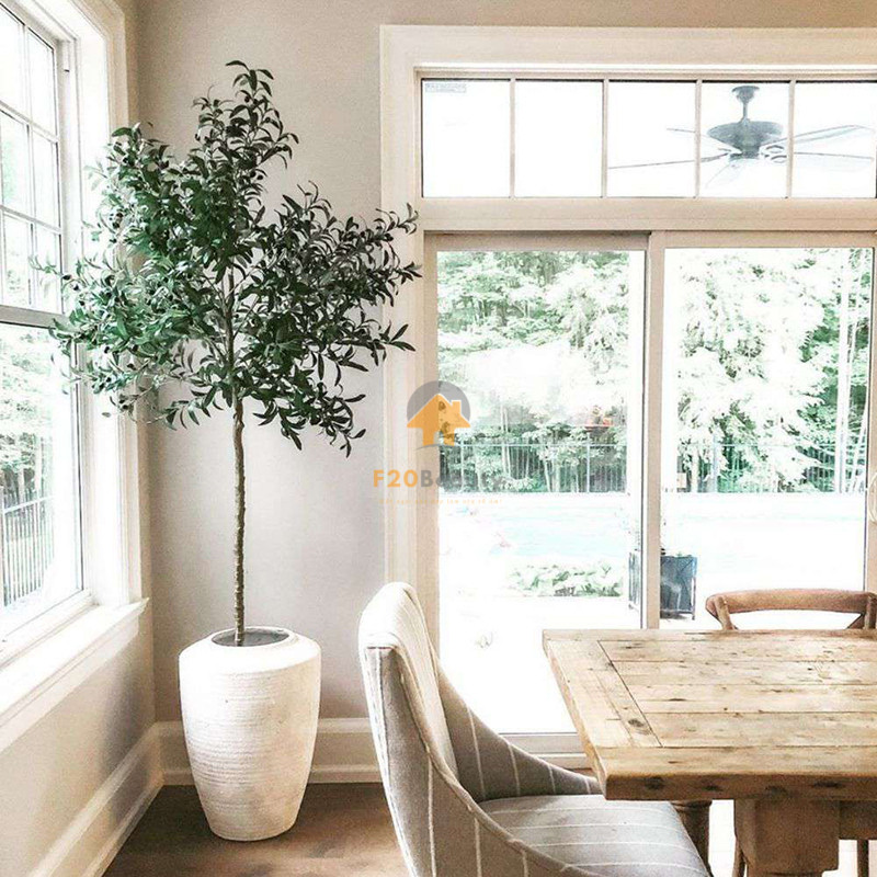 Cây ô liu giả trồng trong nhà