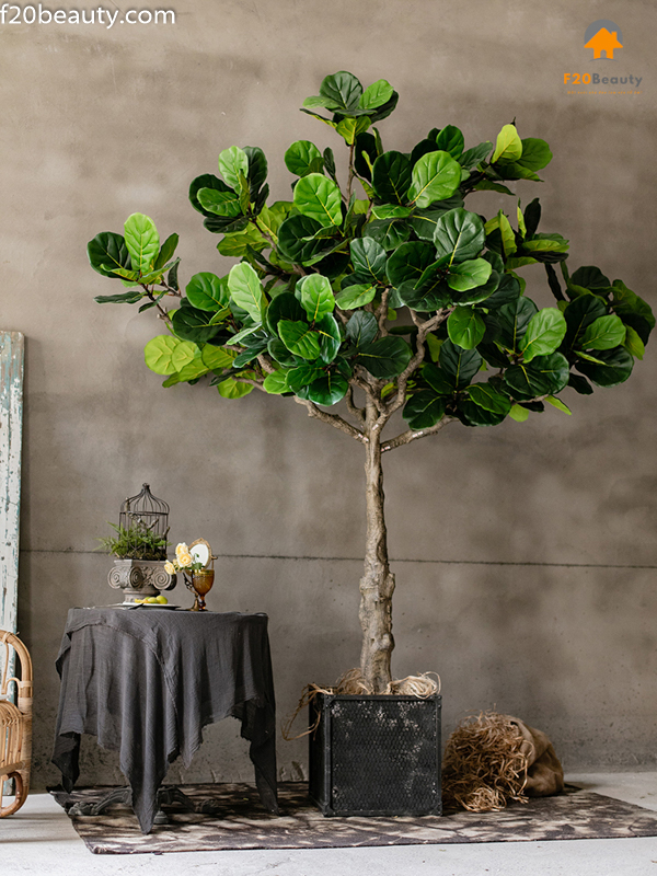 Cây bàng Singapore loại thân to khổng lồ