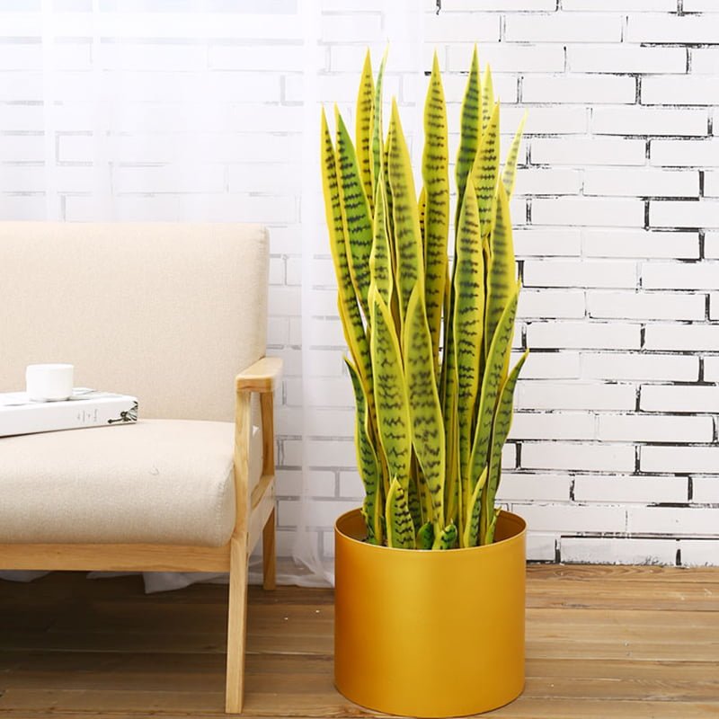 Cây lưỡi hổ vàng