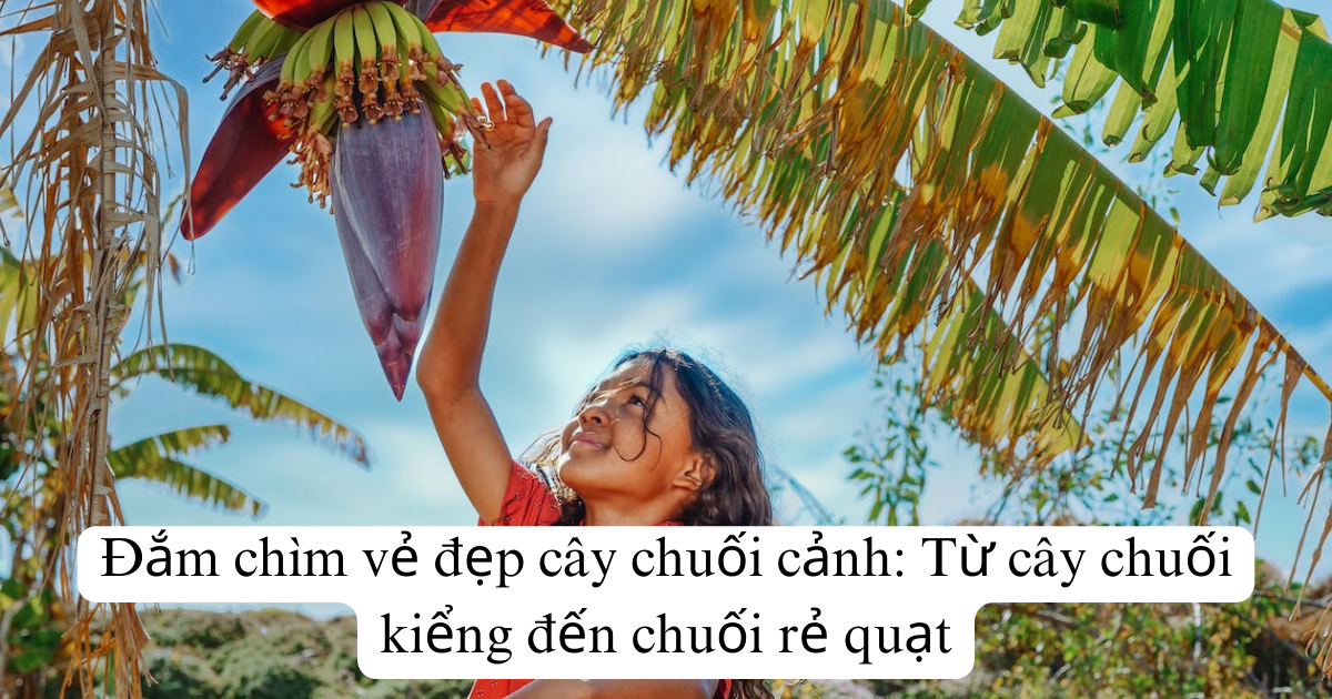 Đắm chìm vẻ đẹp cây chuối cảnh: Từ cây chuối kiểng đến chuối rẻ quạt