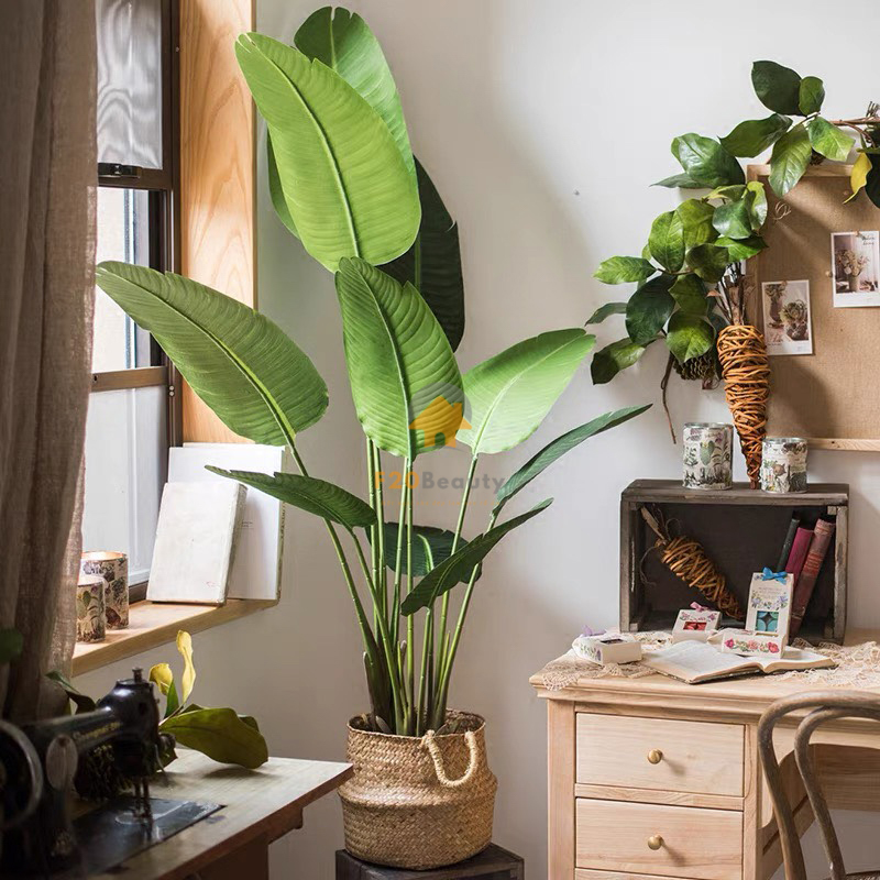 Cây chuối cảnh nhỏ trang trí trong nhà