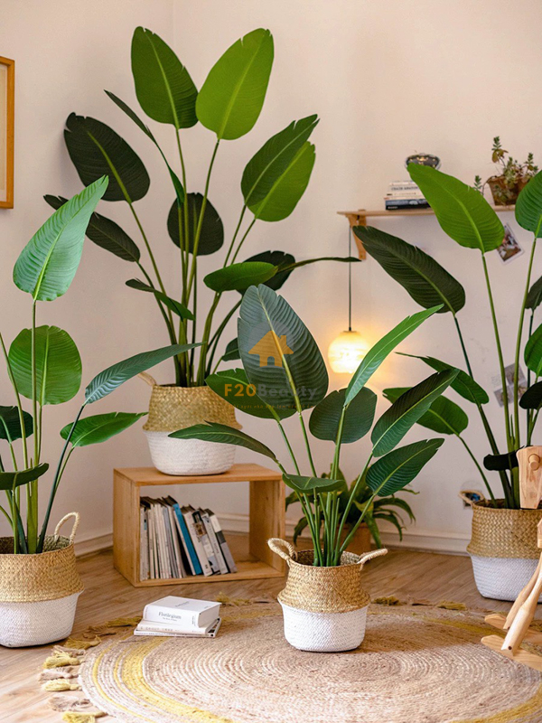 Chuối phượng hoàng - một biểu tượng độc đáo