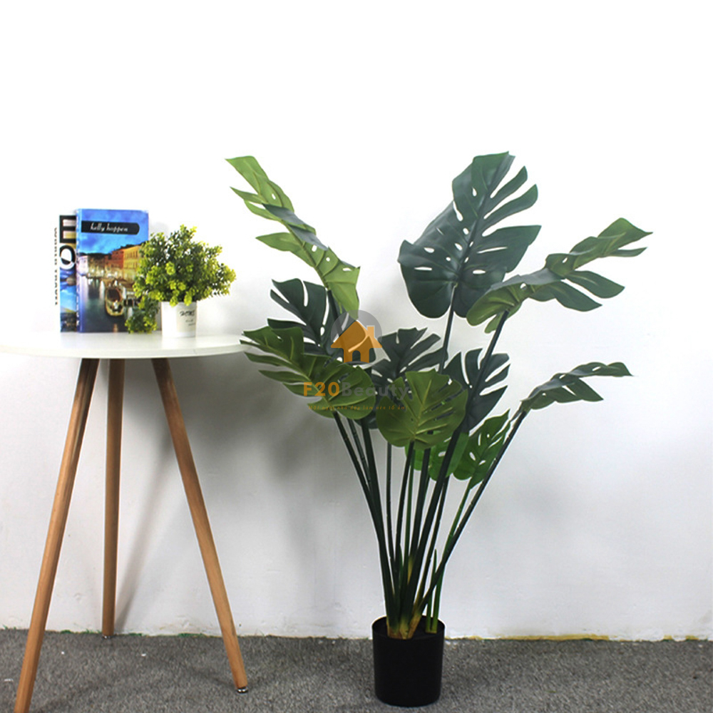 Cây Monstera trầu bà lá xẻ trang trí không gian