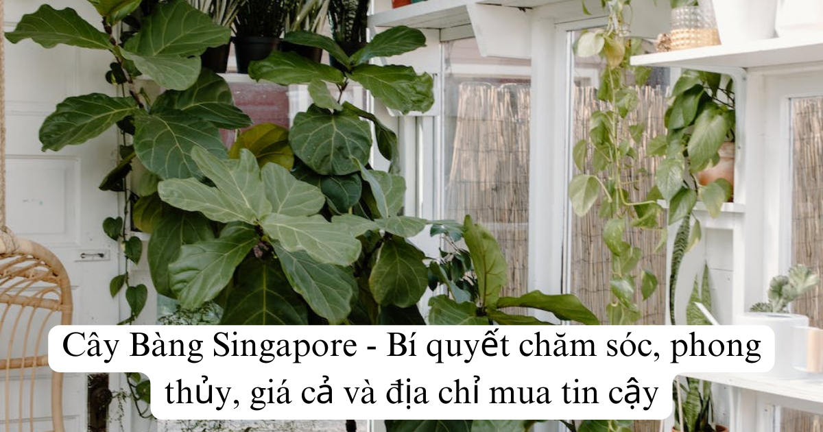 Cây Bàng Singapore - Bí quyết chăm sóc, phong thủy, giá cả và địa chỉ mua tin cậy