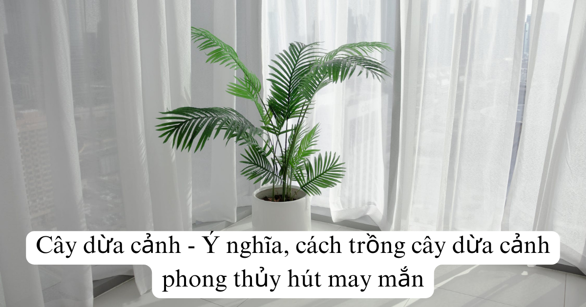Cây dừa cảnh - Ý nghĩa, cách trồng cây dừa cảnh phong thủy hút may mắn