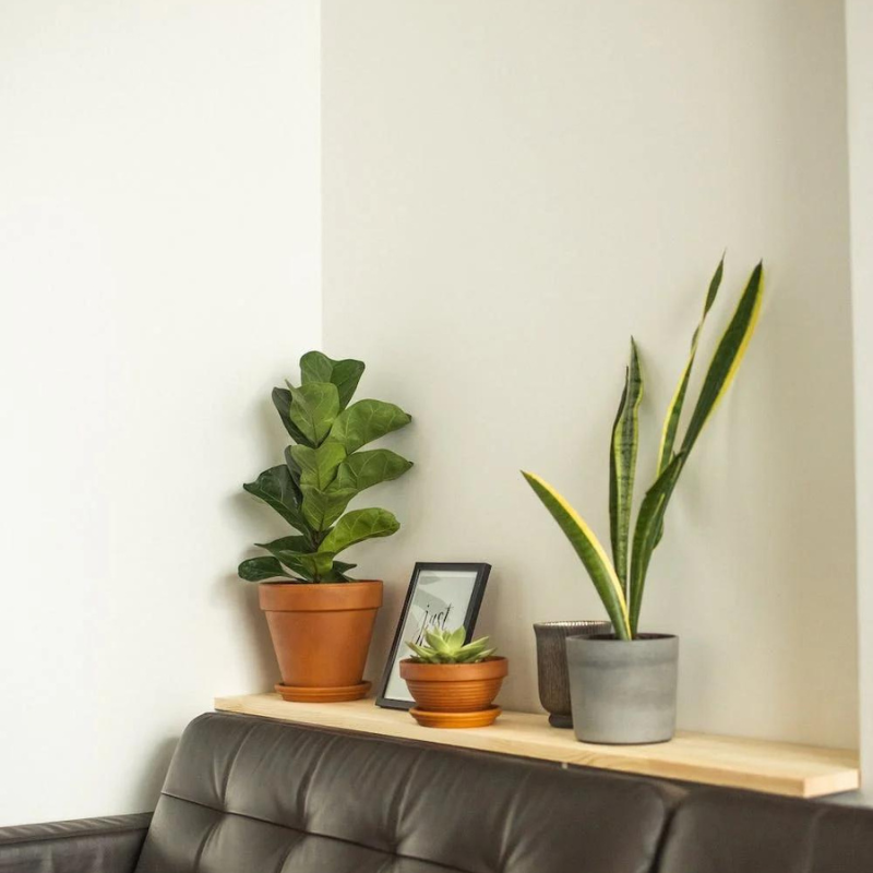 Cây bàng Singapore loại nhỏ để ở bàn làm việc