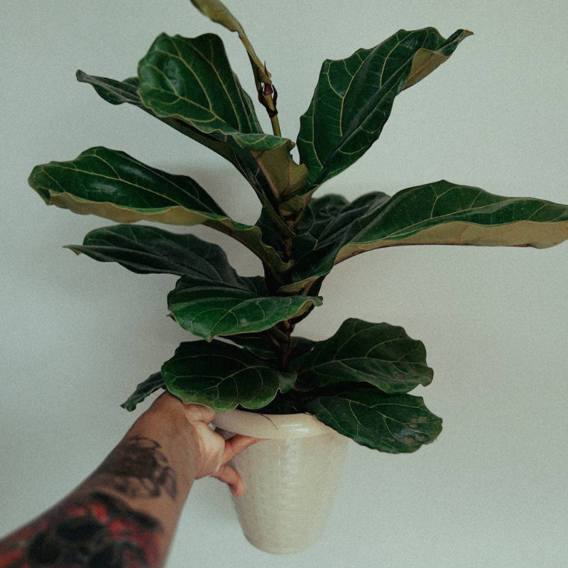 Cây Bàng Singapore rất ưa sáng