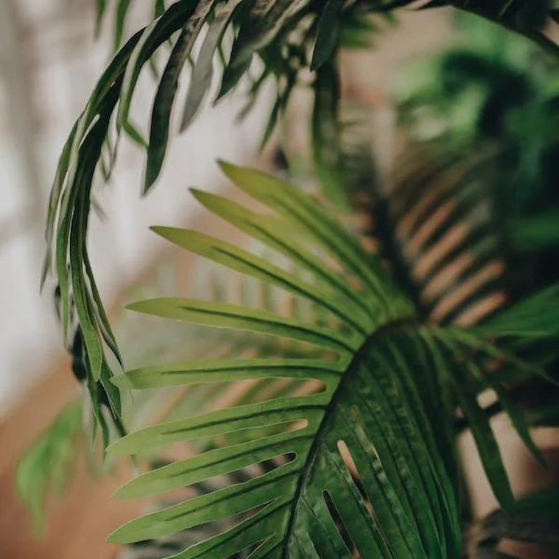 Cây dừa cảnh - Loại cây phong thủy linh thiêng