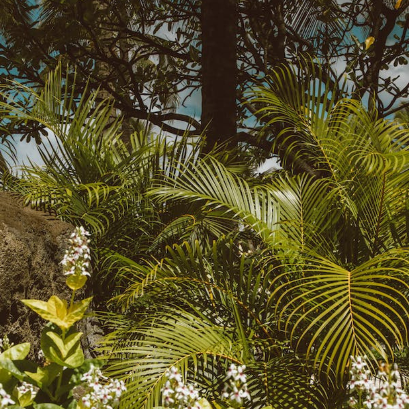 Cây dừa cảnh - Là loài cây dễ trồng