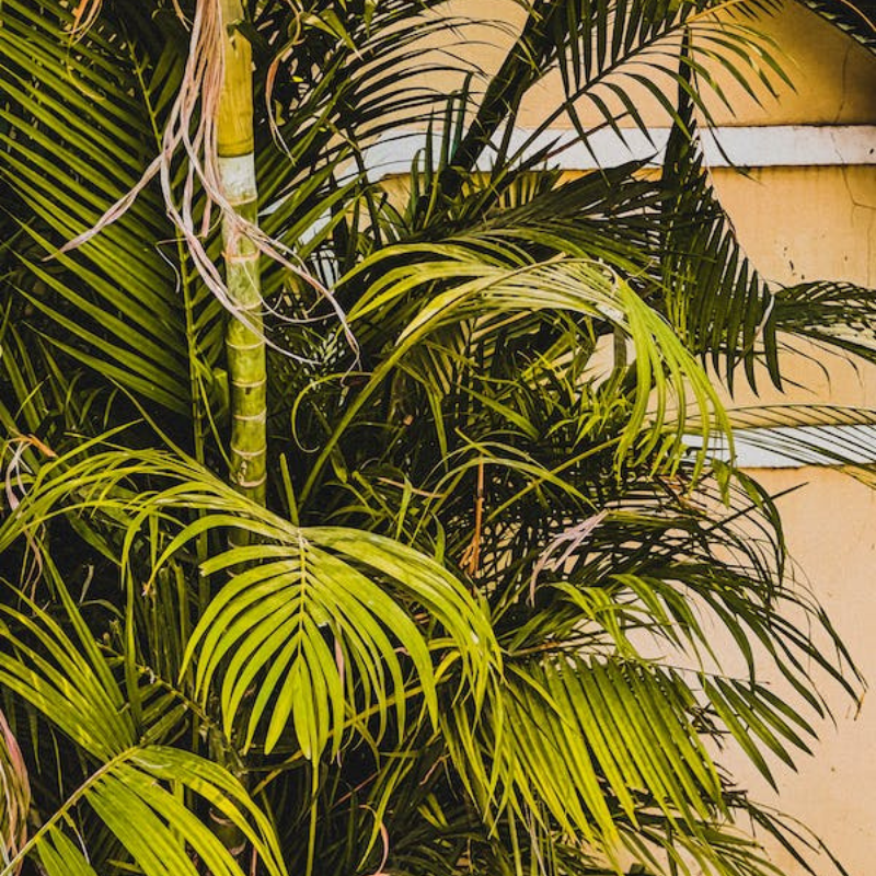 Cây dừa cảnh - Mang đến sự may mắn và bình yên