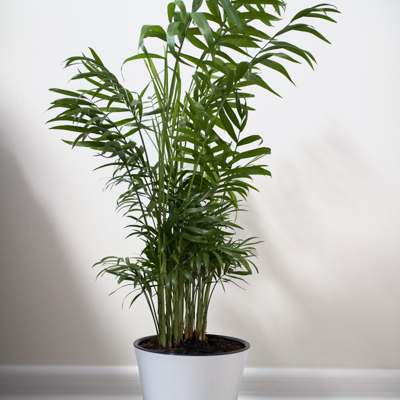 Ý nghĩa phong thủy của cây cau Hawai