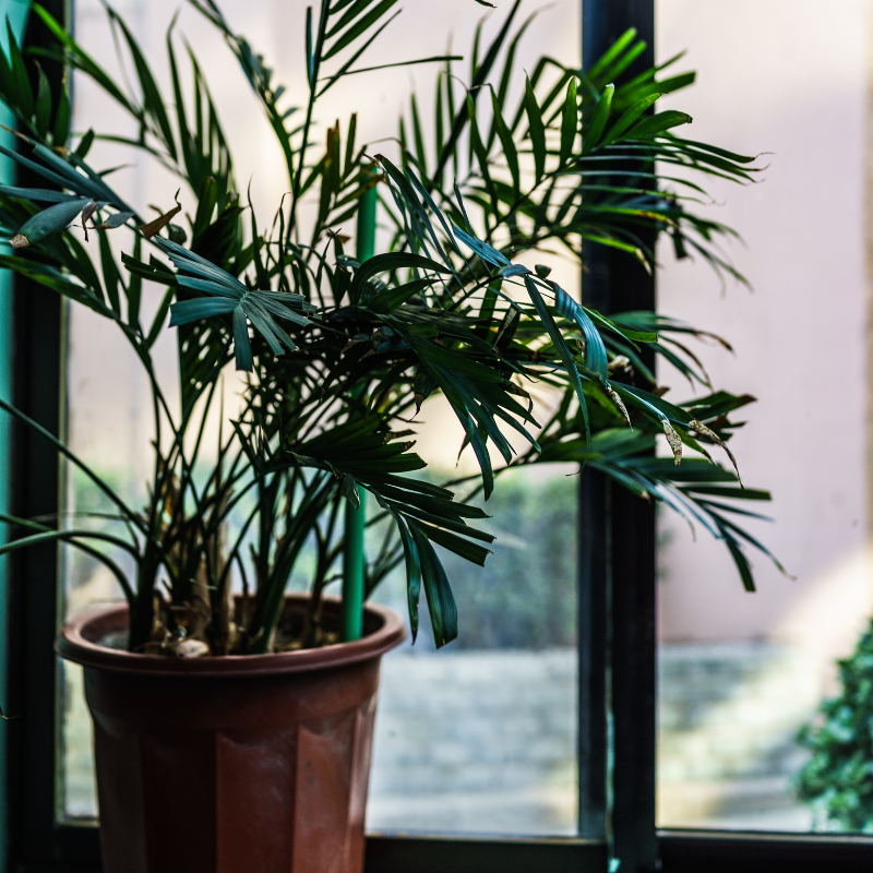 Cây cau Hawai - cây ưa ẩm