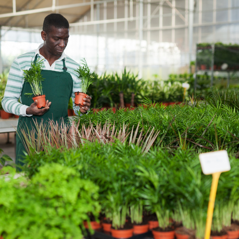 Thường xuyên mang cây ra ngoài trời