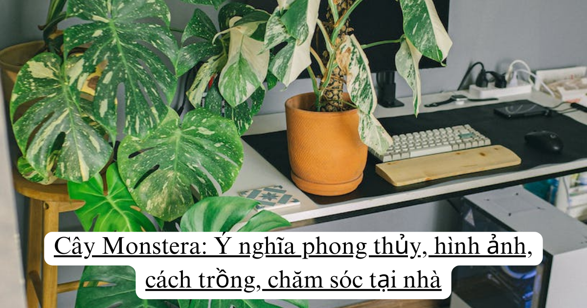Cây Monstera: Ý nghĩa phong thủy, hình ảnh, cách trồng, chăm sóc tại nhà