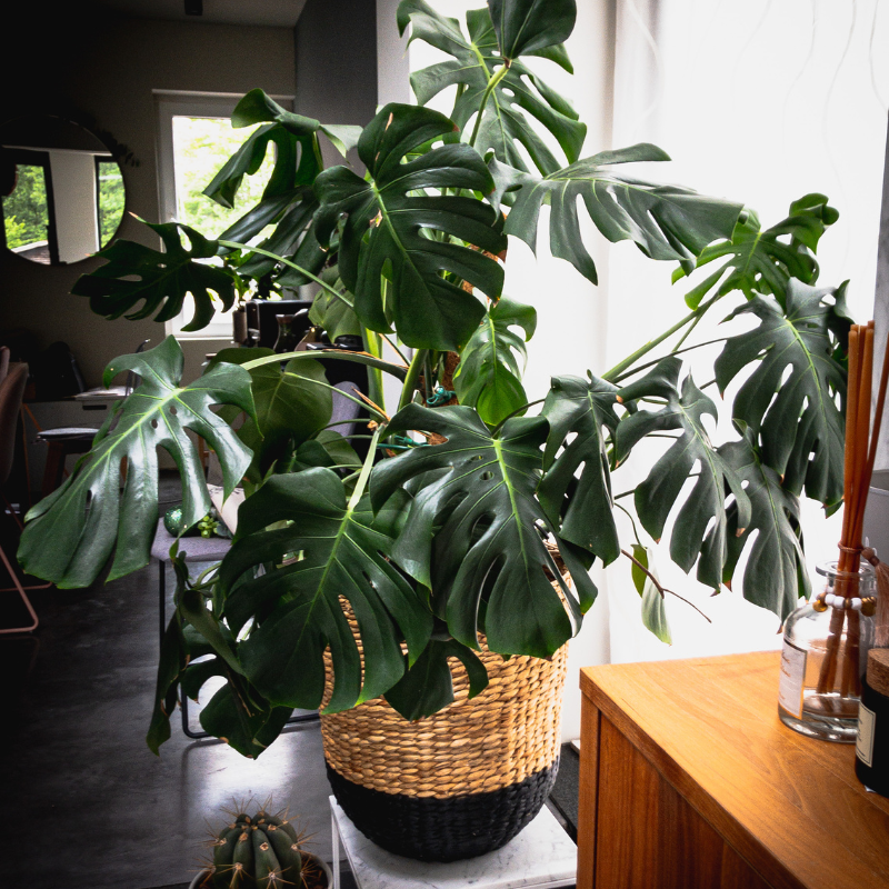 Tác dụng của cây monstera