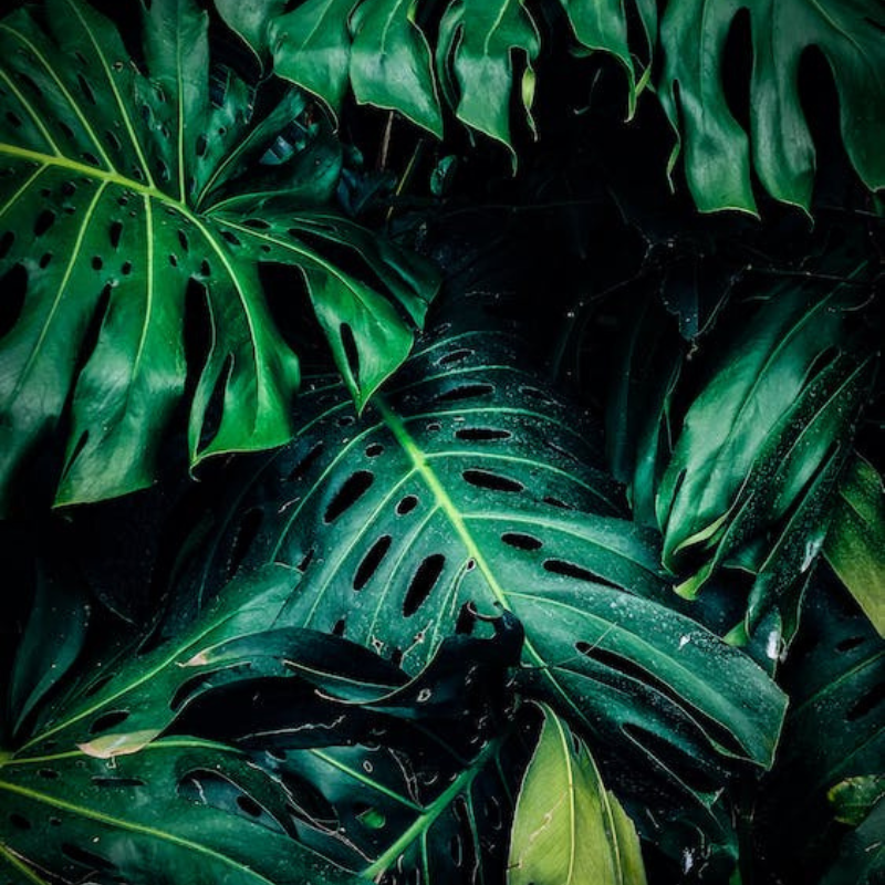 Nên đặt cây ở những nơi có nhiều ánh sáng càng tốt.