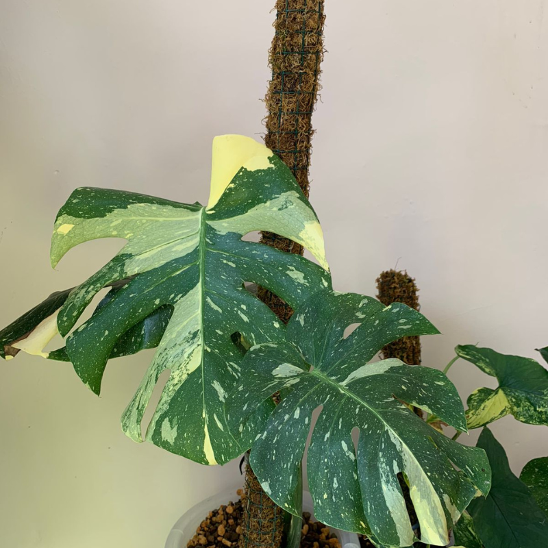 Monstera Thai Constellation