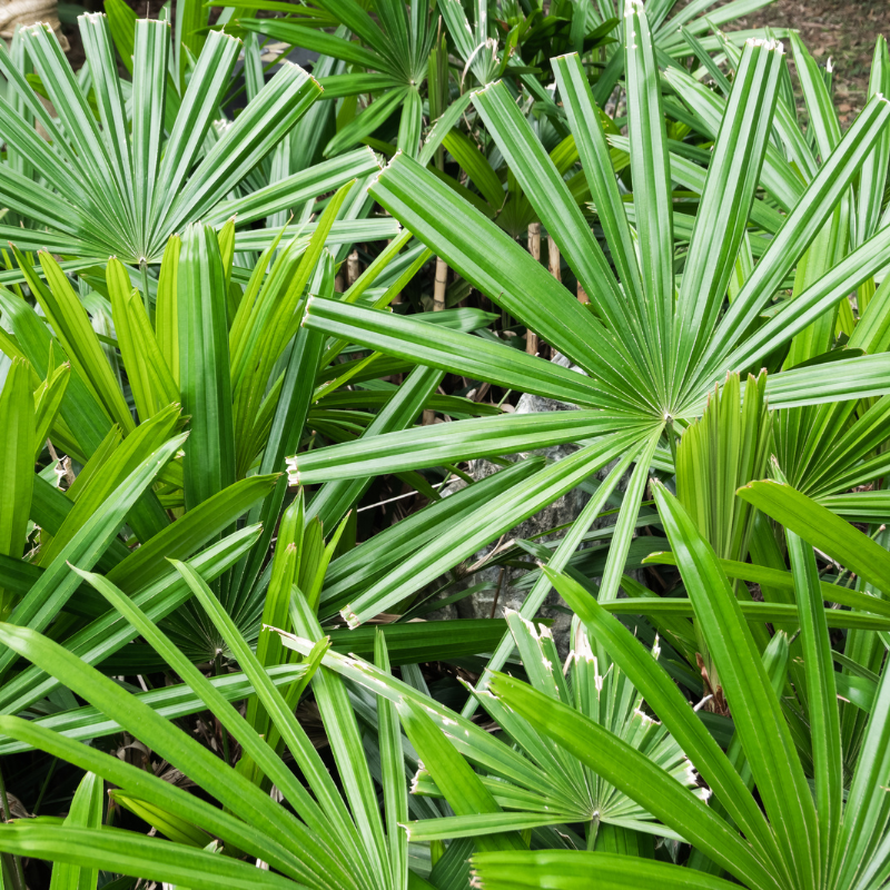 Cây cọ quạt giả - mang tính thẩm mỹ cao