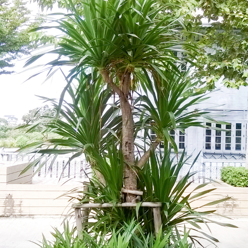 Loại cây trang trí phổ biến trong phong thủy