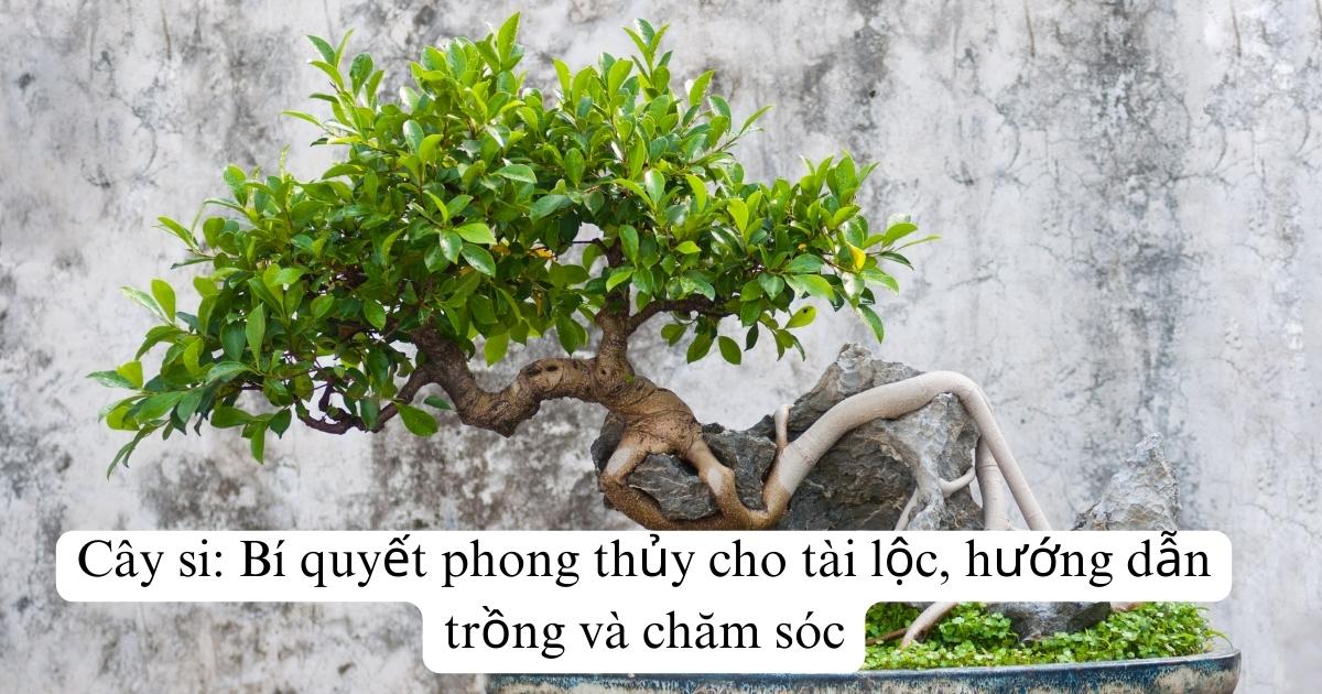 Cây si: Bí quyết phong thủy cho tài lộc, hướng dẫn trồng và chăm sóc