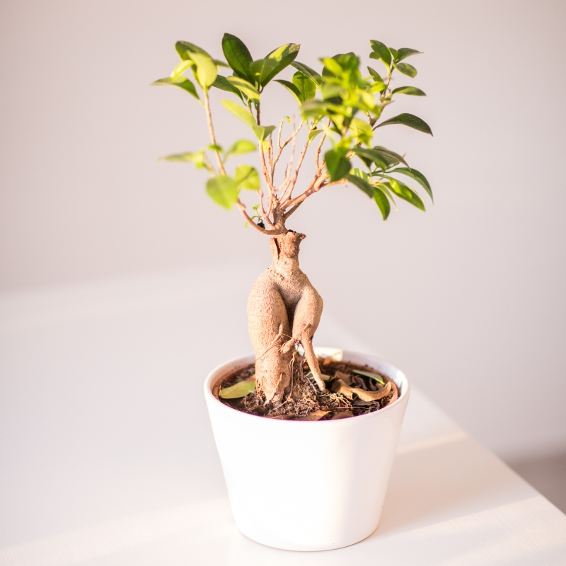 Cây si dáng đẹp