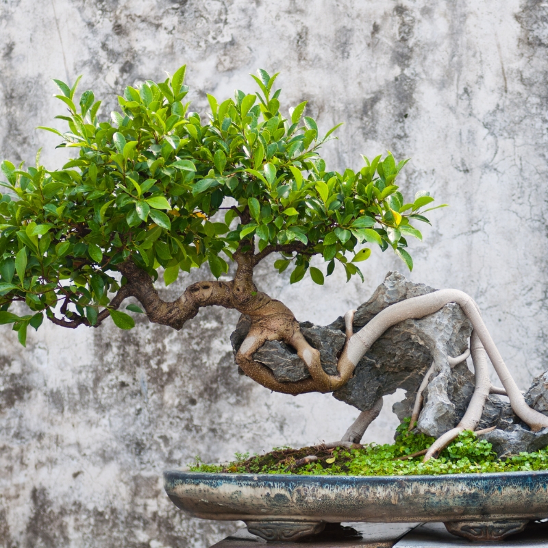 Cây si phù hợp với các cách trang trí