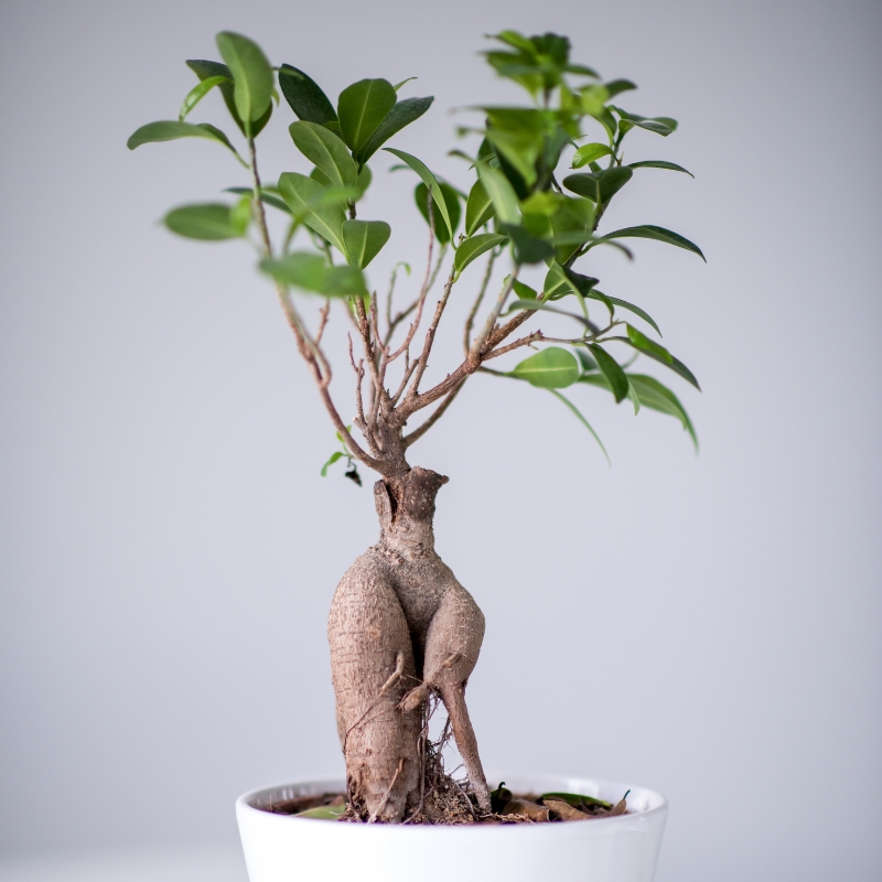 Cây si phù hợp trang trí không gian sống