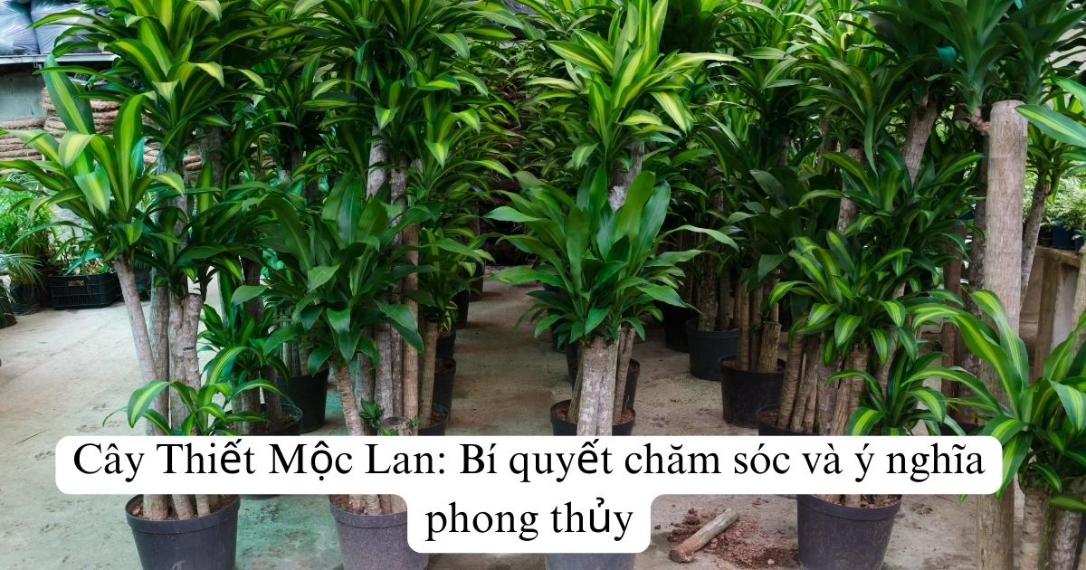 Cây Thiết Mộc Lan: Bí quyết chăm sóc và ý nghĩa phong thủy
