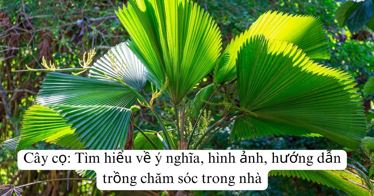 Cây cọ: Tìm hiểu về ý nghĩa, hình ảnh, hướng dẫn trồng chăm sóc trong nhà