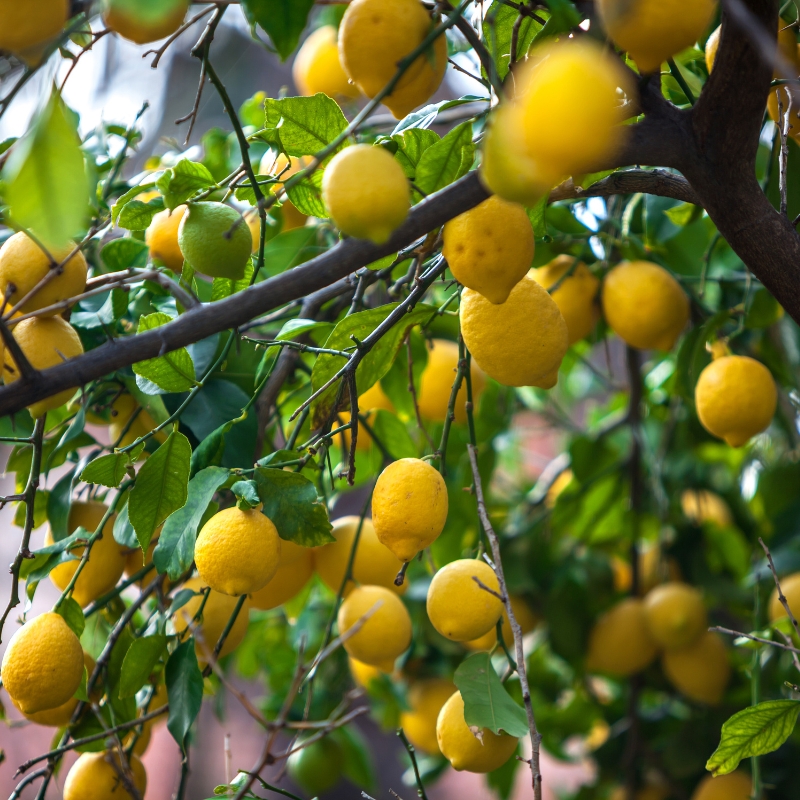 Cây chanh đơn giản phù hợp với mọi không gian sống