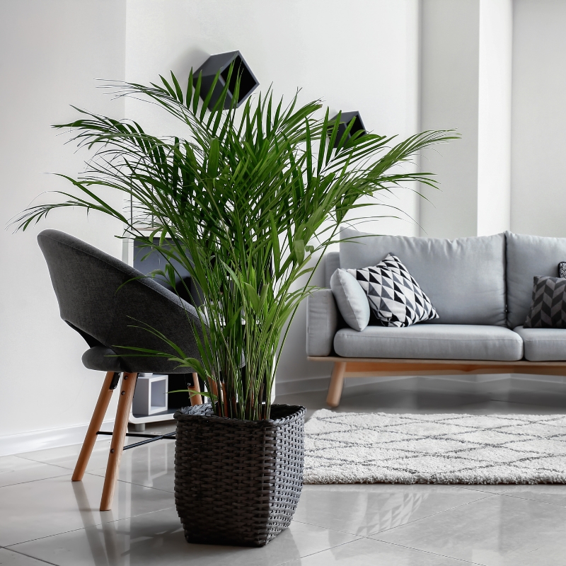 Cây dừa trang trí cho ngôi nhà của bạn